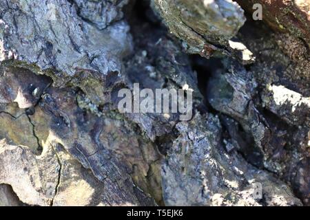 Nahaufnahme Oberfläche der Rinde in einem Wald in hoher Auflösung Stockfoto