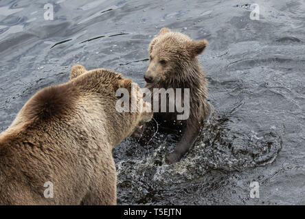 Nette Familie von brauner Bär Bärin und Ihr Baby spielt im dunklen Wasser. Ursus arctos beringianus. Kamtschatka tragen. Stockfoto