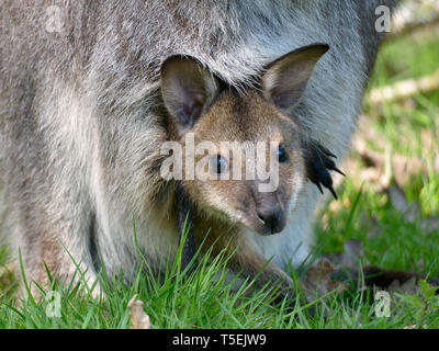 Closeup joey Red-necked Wallaby oder Wallaby von Bennett (Macropus rufogriseus) in der Tasche Stockfoto