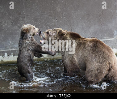 Nette Familie von brauner Bär Bärin und Ihr Baby spielt im dunklen Wasser. Ursus arctos beringianus. Kamtschatka tragen. Stockfoto