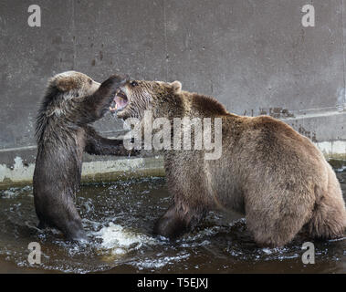 Nette Familie von brauner Bär Bärin und Ihr Baby spielt im dunklen Wasser. Ursus arctos beringianus. Kamtschatka tragen. Stockfoto