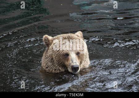 Closeup Portrait des Kopfes nach Braunbär schwimmen im dunklen Wasser. Ursus arctos beringianus. Kamtschatka tragen. Stockfoto