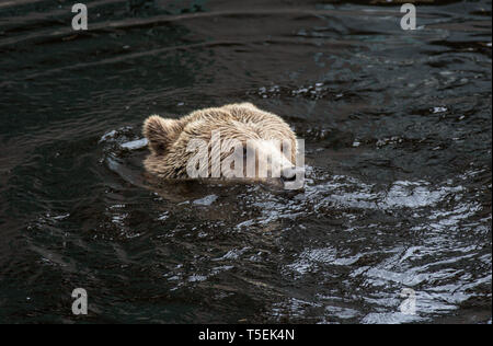 Closeup Portrait des Kopfes nach Braunbär schwimmen im dunklen Wasser. Ursus arctos beringianus. Kamtschatka tragen. Stockfoto