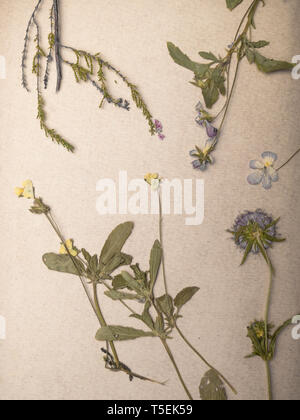 Schöne Komposition mit trockene Blumen Pflanzen auf Notebooks Nahaufnahme Stockfoto