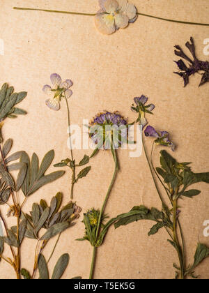 Schöne getrocknete Blumen in Notebook auf alten Hintergrund Stockfoto