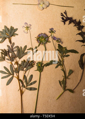 Schöne getrocknete Blumen in Notebook auf alten Hintergrund Stockfoto