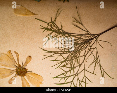 Schöne getrocknete Blumen in Notebook auf alten Hintergrund Stockfoto