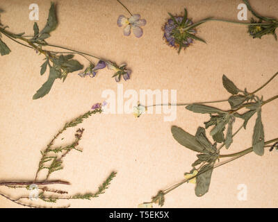 Schöne Komposition mit trockene Blumen Pflanzen auf Notebooks Nahaufnahme Stockfoto