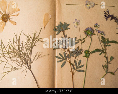 Schöne getrocknete Blumen in Notebook auf alten Hintergrund Stockfoto