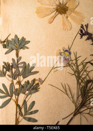 Schöne getrocknete Blumen in Notebook auf altem Papier Hintergrund Stockfoto