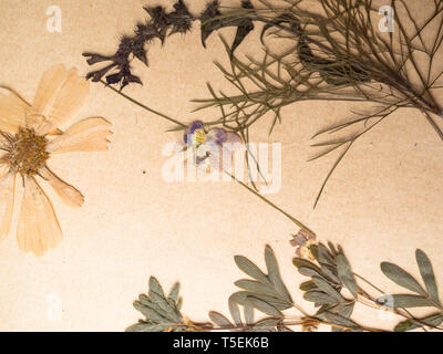Schöne getrocknete Blumen in Notebook auf altem Papier Hintergrund Stockfoto