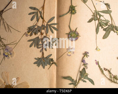 Schöne getrocknete Blumen in Notebook auf altem Papier Hintergrund Stockfoto