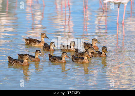 Gruppe der weiblichen Enten Stockente (Anas platyrhynchos) auf Wasser unter Flamingos in der Camargue ist ein natürlicher Region südlich von Arles, Frankreich Stockfoto