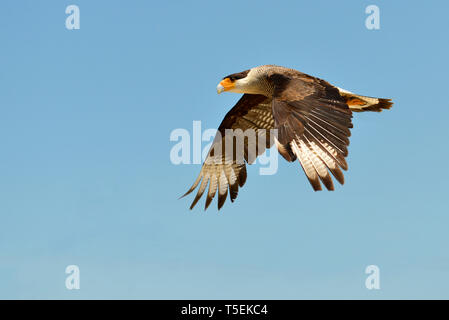 Südlichen Crested Karakara (Caracara Plancus) während des Fluges des Profils angezeigt Stockfoto