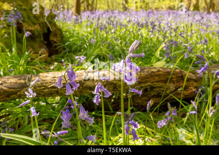 Kreative Farbe Landschaft Foto des alten Wald in Bluebells, mit Teppich ausgelegt und nur der Vordergrund bluebells im Fokus. Dorset, Großbritannien. Stockfoto