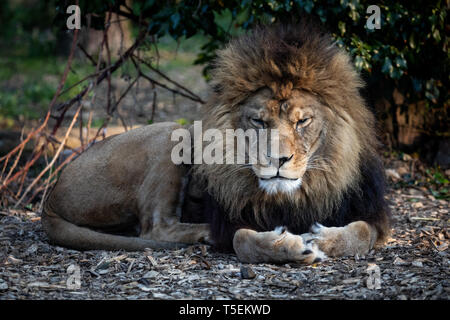 Milo, Port Lympne Stockfoto