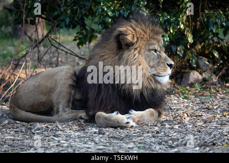 Milo, Port Lympne Stockfoto