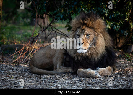 Milo, Port Lympne Stockfoto