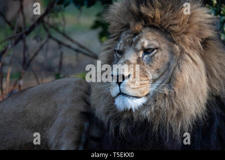 Milo, Port Lympne Stockfoto