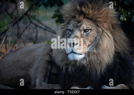 Milo, Port Lympne Stockfoto