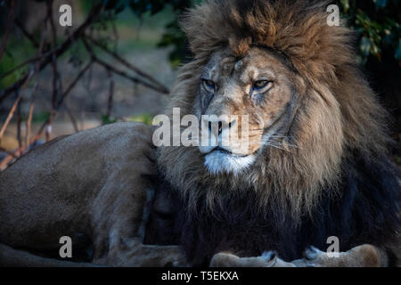 Milo, Port Lympne Stockfoto