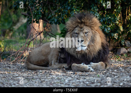 Milo, Port Lympne Stockfoto