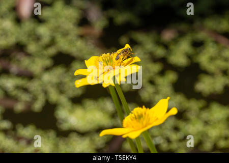 Farbe Wildlife Fotografie, single, Sumpfdotterblume (Caltha palustris) Blüte in der Blüte mit dem Fußballspieler (Helophilus pendulus) hoverfly auf Blütenblatt. Po Stockfoto