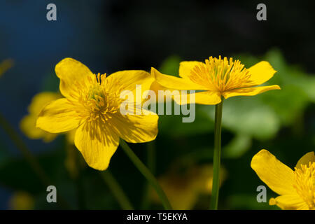 Kreative selektiven Fokus Foto von Sumpfdotterblume (Caltha palustris) Blumen in voller Blüte, mit nur einer Blume im Fokus. Stockfoto