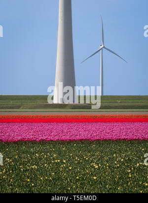 Blühende Tulpen und Windmühlen in der Nähe von Emmeloord, Niederlande Stockfoto