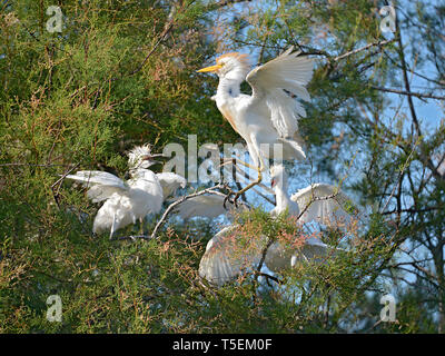 Reiher (Bubulcus ibis) im Baum, offenen Flügeln, in der Camargue ist ein natürlicher Region südlich von Arles, Frankreich Stockfoto