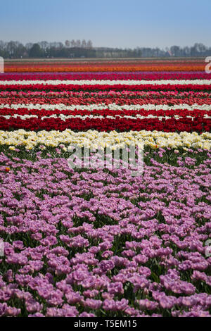 Tulip blüht im Emmeloord Bereich der Niederlande, nördlich von Amsterdam Stockfoto