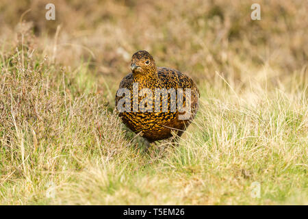 Moorschneehuhn (Wissenschaftlicher Name: Lagopus lagopus) Henne oder Frau Vogel im natürlichen Lebensraum Moor im Frühling stand. Unscharfer Hintergrund. Landschaft Stockfoto