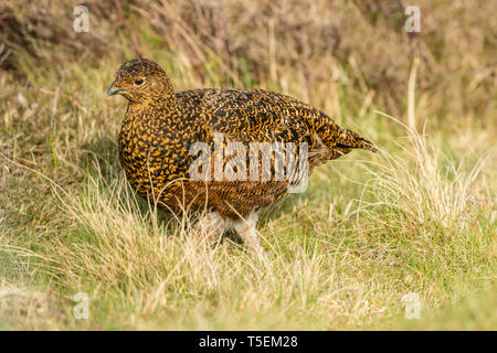 Moorschneehuhn (Wissenschaftlicher Name: Lagopus lagopus) Henne oder Frau Vogel im natürlichen Lebensraum Moor im Frühling stand. Unscharfer Hintergrund. Landschaft Stockfoto