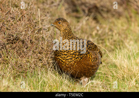 Moorschneehuhn (Wissenschaftlicher Name: Lagopus lagopus) Henne oder Frau Vogel im natürlichen Lebensraum Moor im Frühling stand. Unscharfer Hintergrund. Landschaft Stockfoto