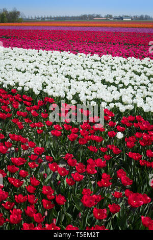 Tulip blüht im Emmeloord Bereich der Niederlande, nördlich von Amsterdam Stockfoto