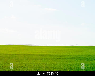 Grünes weizenfeld an einem sonnigen Tag und ein Bewässerungssystem am Horizont Stockfoto