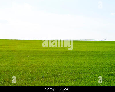 Grünes weizenfeld an einem sonnigen Tag und ein Bewässerungssystem am Horizont Stockfoto