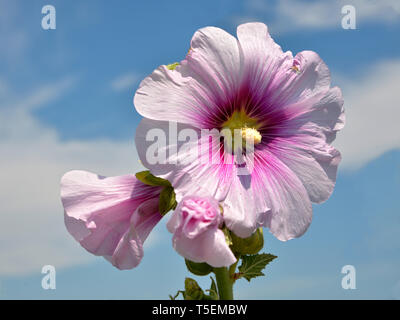 Closeup rosa Stockrosen (Alcea rosea) Blumen in der Camargue in Frankreich Stockfoto