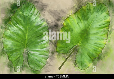 Arbor Day Konzept Digital verbesserte Bild von zwei großen alocasia Blätter der Pflanze. Eine tropische Zimmerpflanze Stockfoto