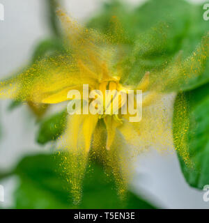 Arbor Day Konzept Digital verbesserte Bild einen gelben Tomaten blühen auf eine Tomate Bush Stockfoto