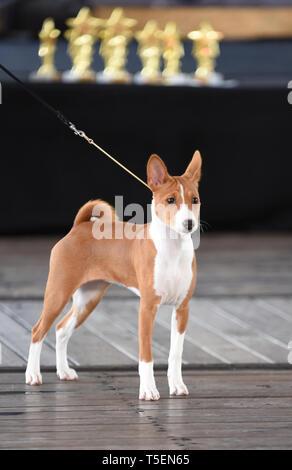 Junge weibliche Basenji, Pedigree Windhund Hund auf einer hundeausstellung fotografiert. Stockfoto