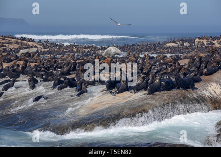 Braunes Fell Dichtung (Arctocephalus Pusillus), auch als Kap Fell Dichtung bekannt, South African fur Seal, am Kap, Südafrika im Februar fotografiert. Stockfoto