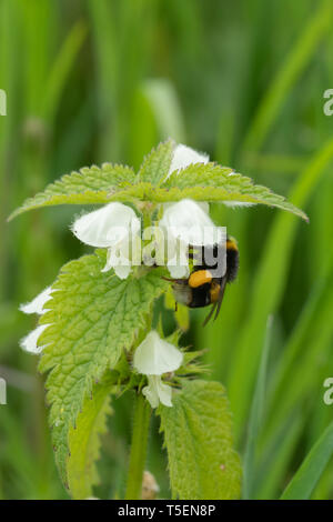 Honigbiene (Apis mellifera) Sammeln von Nektar und Pollen auf einem weißen tot - Brennnessel (Lamium Album), April, Großbritannien Stockfoto