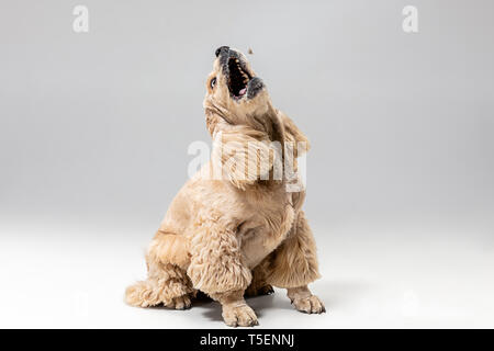 Dass fangen. American Spaniel Welpen in Bewegung. Cute präparierte Flauschige doggy oder Pet spielt auf grauen Hintergrund isoliert. Studio photoshot. Negative Platz Ihr Text oder Bild einzufügen. Stockfoto