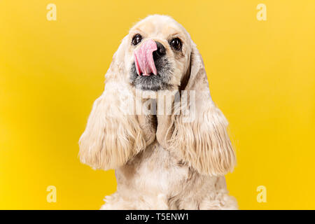 Möchten Sie etwas Leckeres. American Spaniel Welpen. Cute präparierte Flauschige doggy oder Pet sitzt auf gelben Hintergrund. Studio photoshot. Negative Platz Ihr Text oder Bild einzufügen. Stockfoto