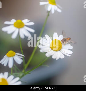 Eine Wespe (Europäische hornisse Vespa crabro) der Besuch einer Kamille Blüte (Anthemis cotula) Pflanze. In Israel im Frühjahr im April fotografierte Stockfoto