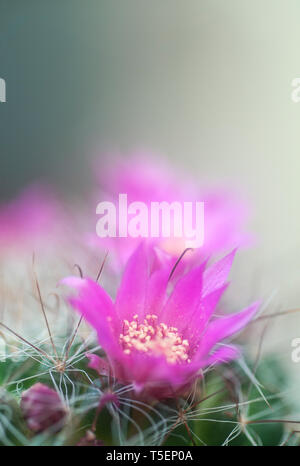 Blühende Borstenpinsel Cactus (Mammillaria spinosissima) AKA stacheligen Nadelkissen Kaktus native zu zentralen Mexiko Stockfoto