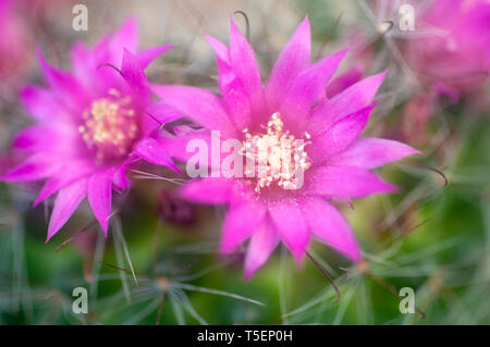 Blühende Borstenpinsel Cactus (Mammillaria spinosissima) AKA stacheligen Nadelkissen Kaktus native zu zentralen Mexiko Stockfoto