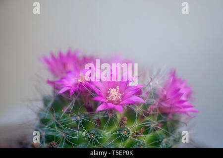 Blühende Borstenpinsel Cactus (Mammillaria spinosissima) AKA stacheligen Nadelkissen Kaktus native zu zentralen Mexiko Stockfoto