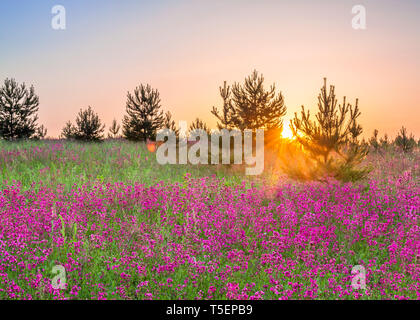 Feder ländliche Landschaft mit lila Blüten auf einer blühenden Wiese und Sonnenuntergang. blühenden Feld Wildblumen auf Sunrise. Sommer wilde Blumen blühen ein fi Stockfoto